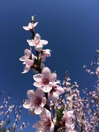 Low angle view of magnolia blossoms in spring against clear sky