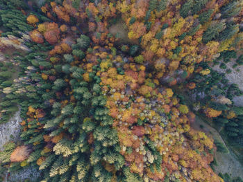 Full frame shot of autumn tree