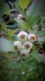 Close-up of white flowers