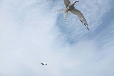 Low angle view of seagulls flying in sky