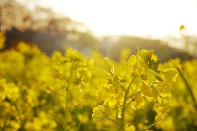 Close-up of flowers growing in field