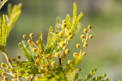 Close-up of plant