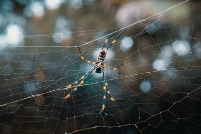 Close-up of spider on web