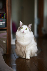 White cat sitting on wooden floor at home