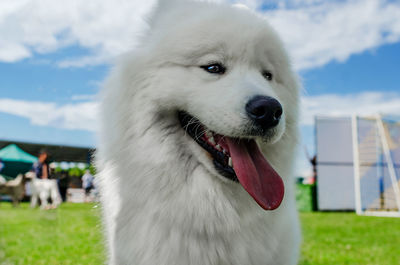 Close-up of dog looking away