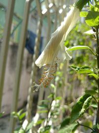 Close-up of insect on plant