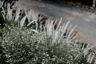 Close-up of grass on field during winter