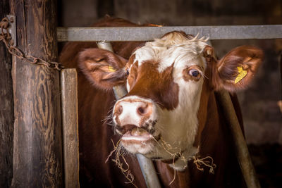 Close-up of cow in barn