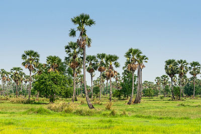 Palm trees on field against clear sky