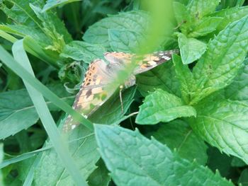 High angle view of butterfly on leaf