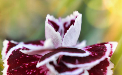 Close-up of pink rose flower