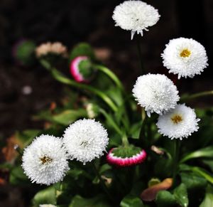 Close-up of flowers blooming outdoors