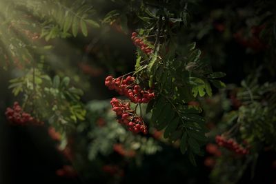 Close-up of red flower