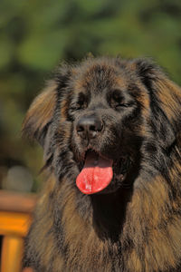 Close-up of a dog