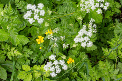 High angle view of white flowering plants