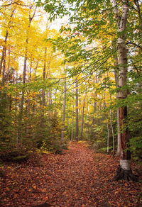 Trees in forest