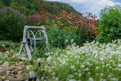 Scenic view of flowering plants on land