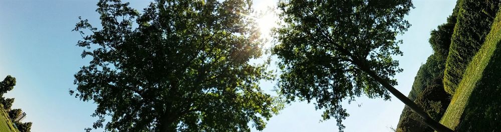 Low angle view of trees against blue sky