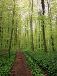 Dirt road amidst trees in forest