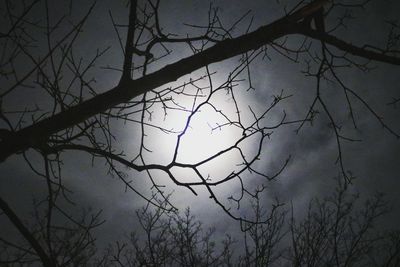 Low angle view of bare trees against sky