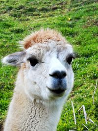 Close-up portrait of a sheep on field