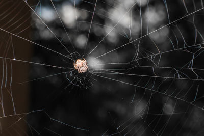 Close-up of spider on web