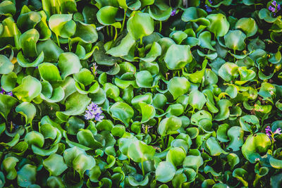 Full frame shot of fresh green plants