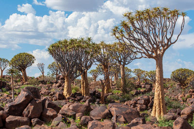 Trees growing on rocks against sky