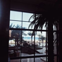 Palm trees seen through window