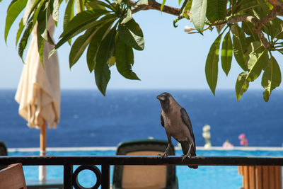 Bird perching on railing by sea