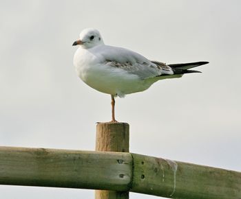 Low angle view of seagulls perching on railing