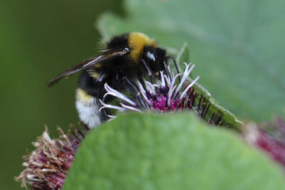 Close-up of bee on purple flower