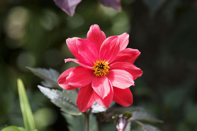 Close-up of pink flower