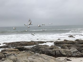 Birds on beach against sky