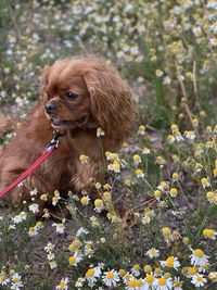 Portrait of a dog on field