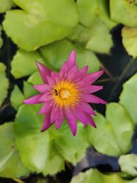 Close-up of pink lotus water lily