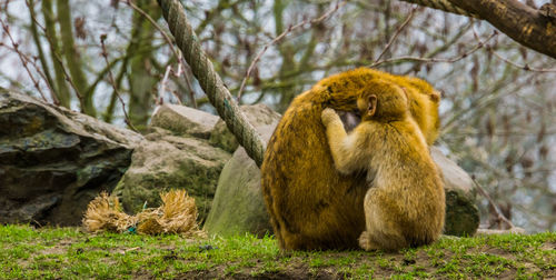 Monkey sitting on a tree