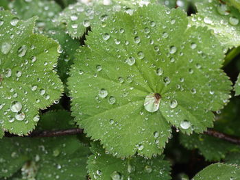Close-up of wet plant leaves during rainy season