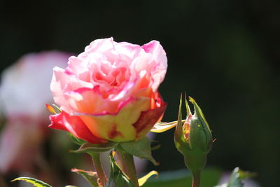 Close-up of pink rose