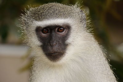 Close-up portrait of monkey