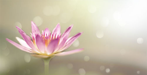 Close-up of pink water lily