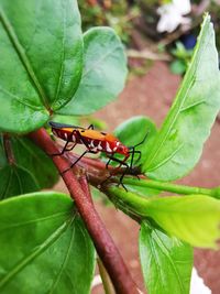 Close-up of insect on leaf