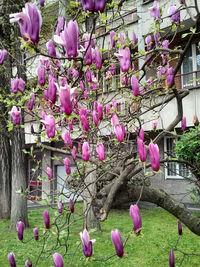 Pink flowers blooming in park