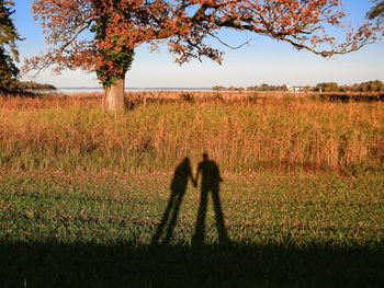 Shadow of tree on field