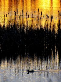 Swans swimming in lake during sunset