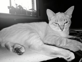 Close-up portrait of cat sitting at home