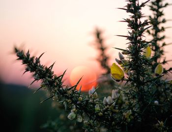 Close-up of plant against sunset