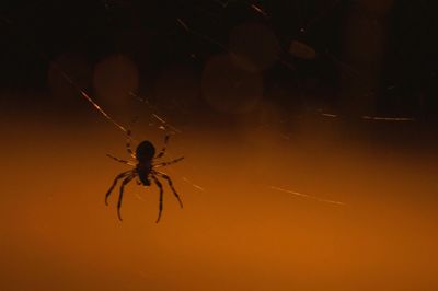 Close-up of spider on web