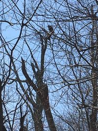 Low angle view of bare tree against clear sky