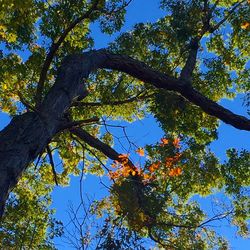 Low angle view of tree against blue sky